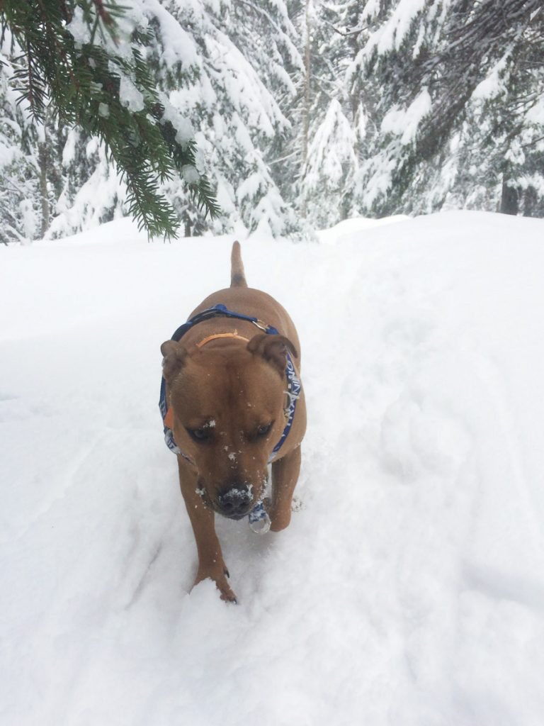 Staffy Snow Dog